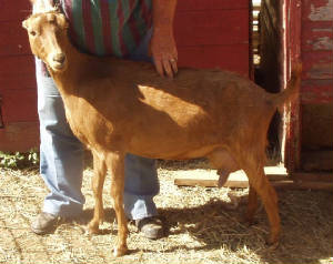 1chili82007b.jpg