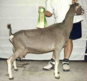 fawn4.jpg