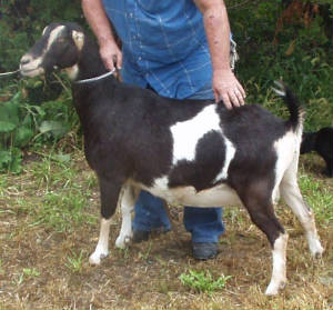 jane907e.jpg