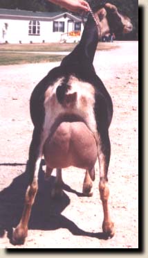 cookie-rear.jpg