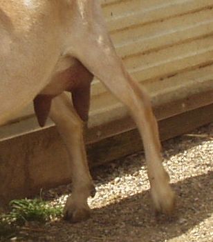 topper912006f.jpg